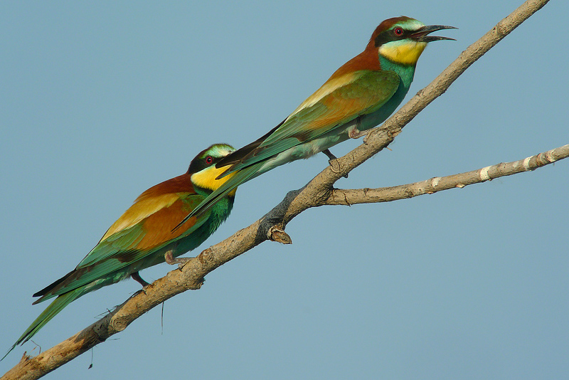 Gruccione in Digiscoping